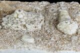 Fossil Crinoids (Uperocrinus & Physetocrinus) - Missouri #87315-3